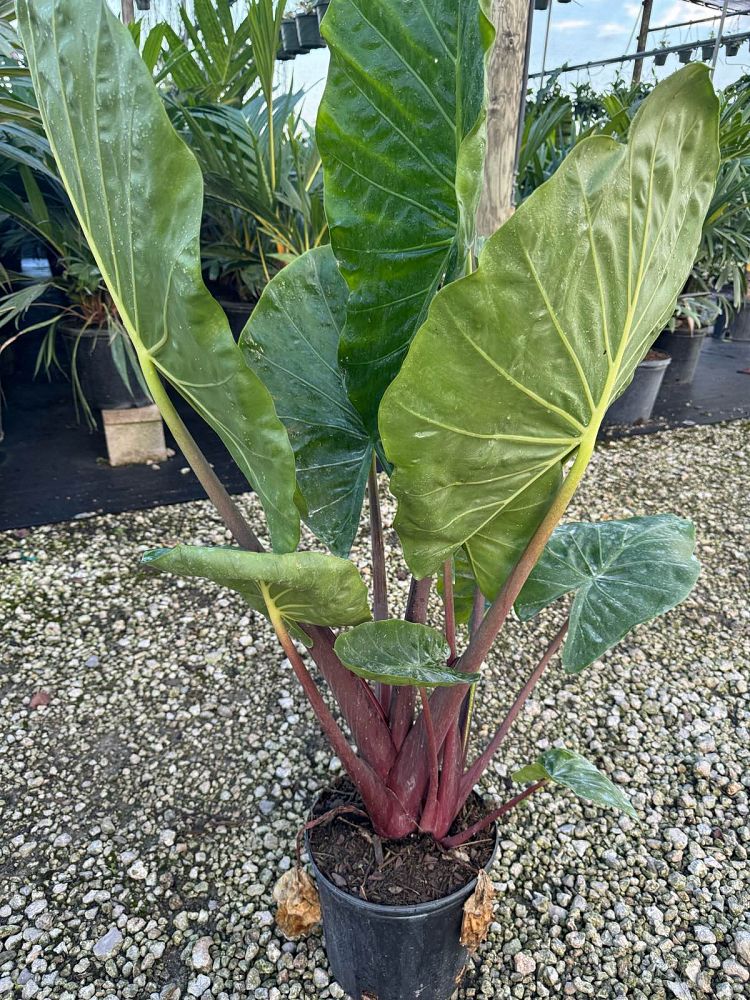 alocasia-imperial-red-elephant-ear