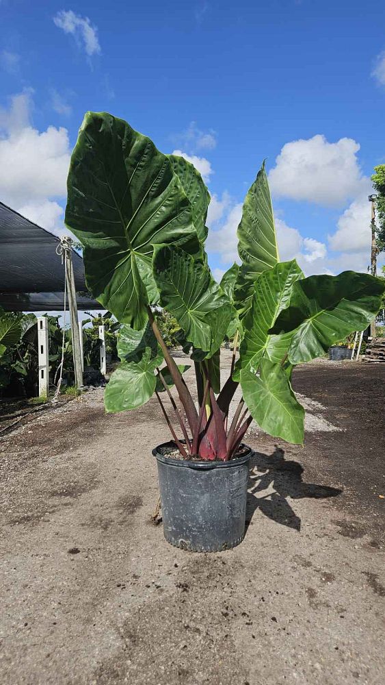 alocasia-imperial-red-elephant-ear