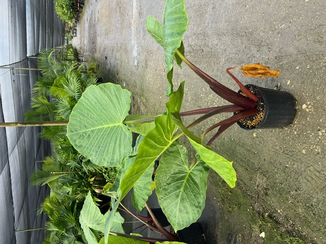 alocasia-imperial-red-elephant-ear