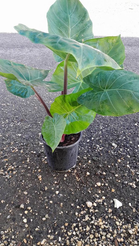 alocasia-imperial-red-elephant-ear