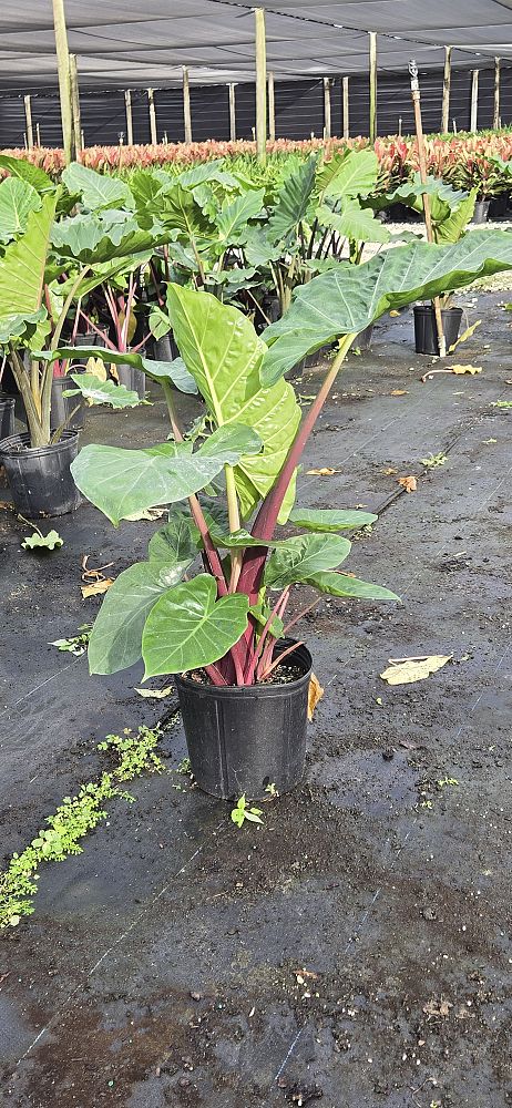 alocasia-imperial-red-elephant-ear