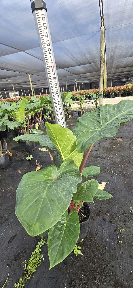 alocasia-imperial-red-elephant-ear