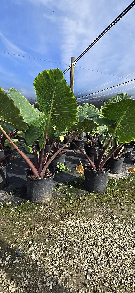 alocasia-imperial-red-elephant-ear