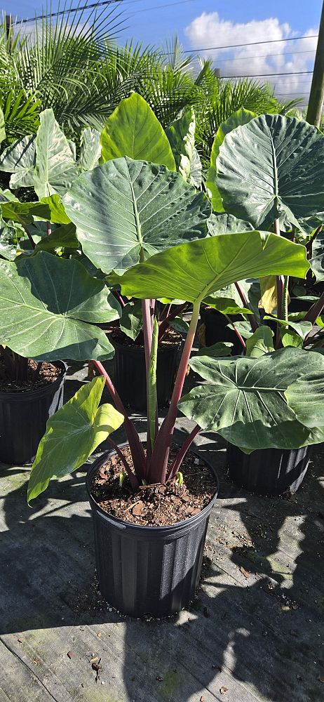 alocasia-imperial-red-elephant-ear