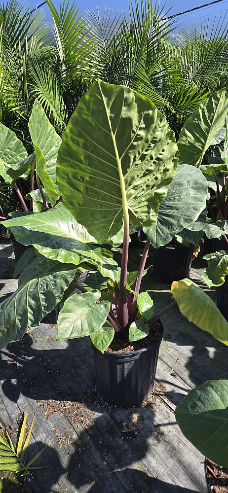 alocasia-imperial-red-elephant-ear