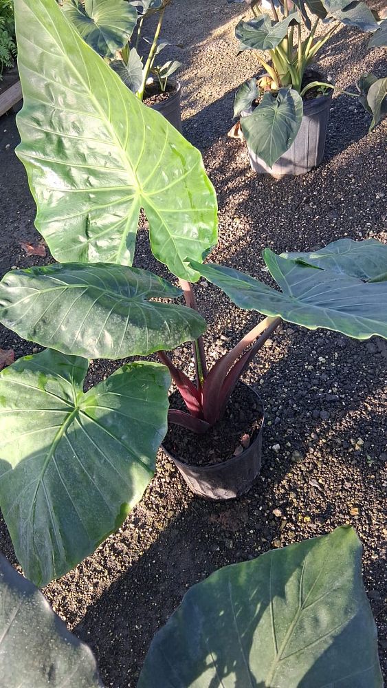 alocasia-imperial-red-elephant-ear