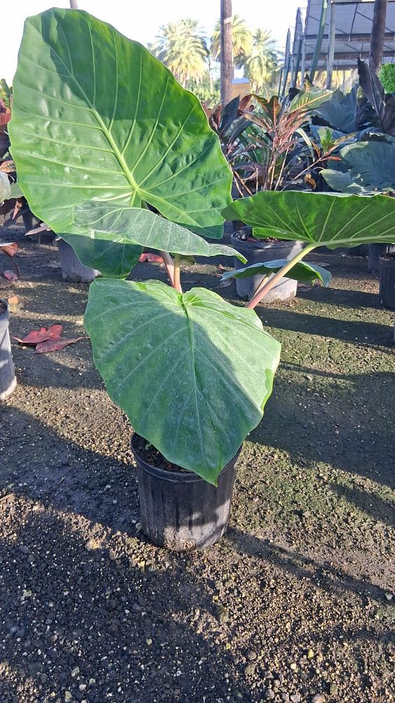 alocasia-imperial-red-elephant-ear