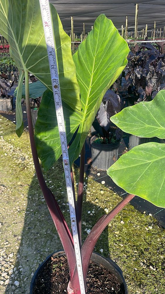 alocasia-imperial-red-elephant-ear