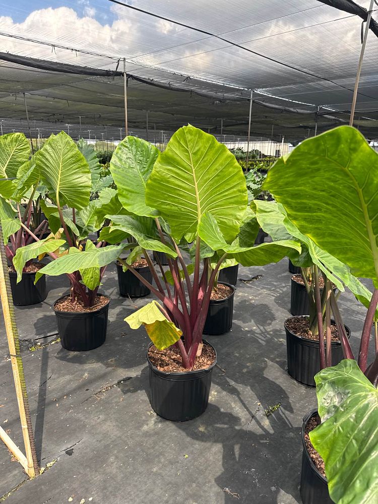 alocasia-imperial-red-elephant-ear