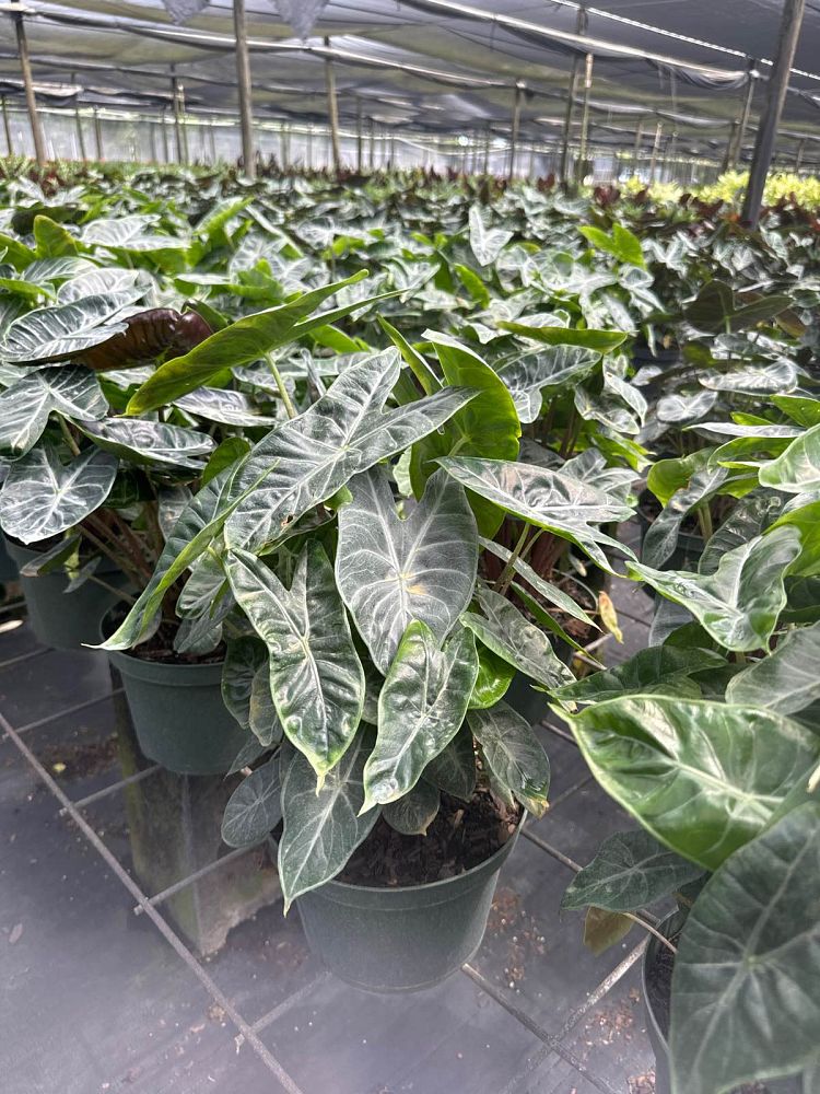 alocasia-ivory-coast-elephant-ear