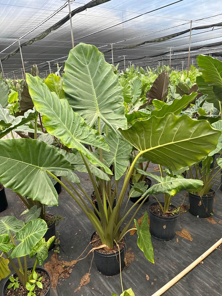 alocasia-kuching-mask-elephant-ear