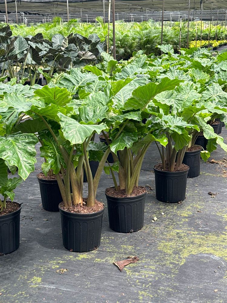 alocasia-low-rider-elephant-ear