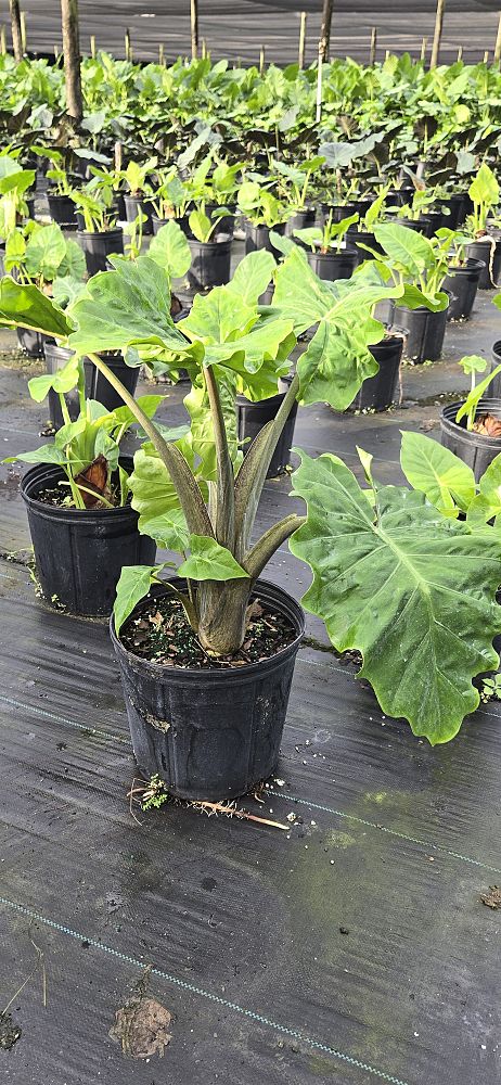 alocasia-low-rider-elephant-ear