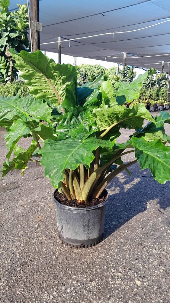 alocasia-low-rider-elephant-ear