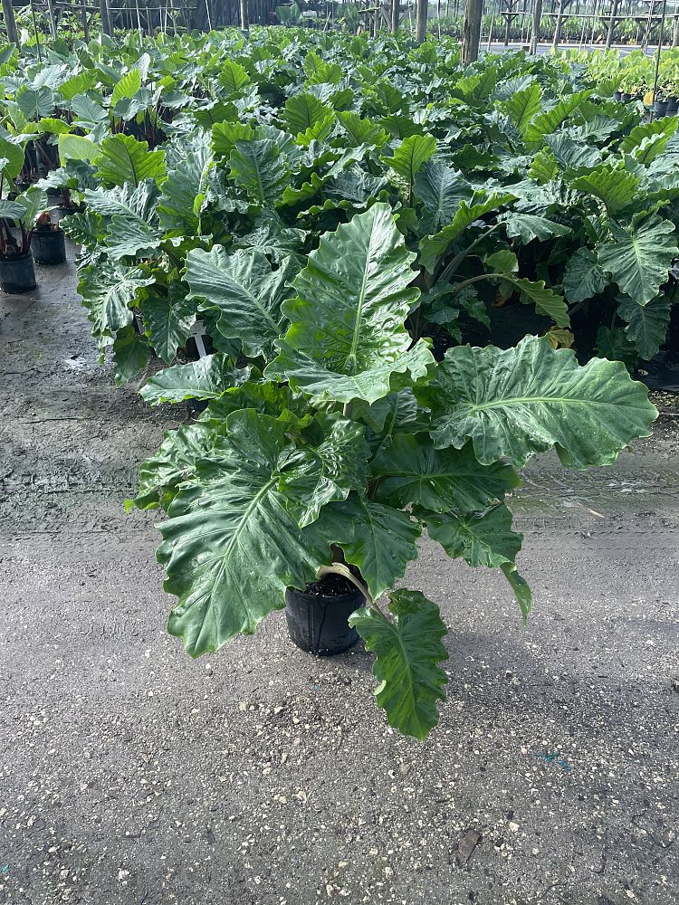 alocasia-low-rider-elephant-ear