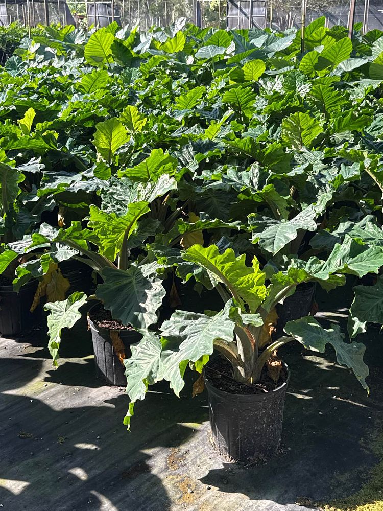 alocasia-low-rider-elephant-ear