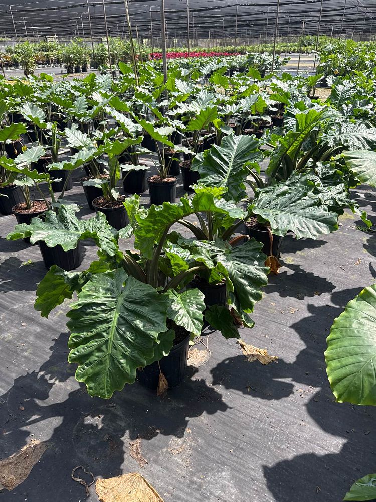 alocasia-low-rider-elephant-ear