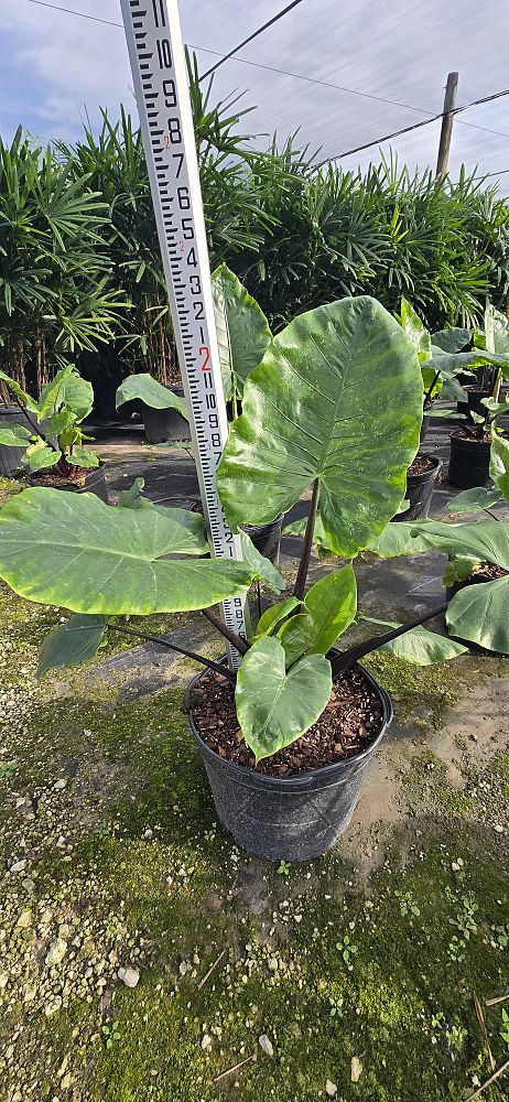 alocasia-macrorrhiza-black-stem-elephant-ear