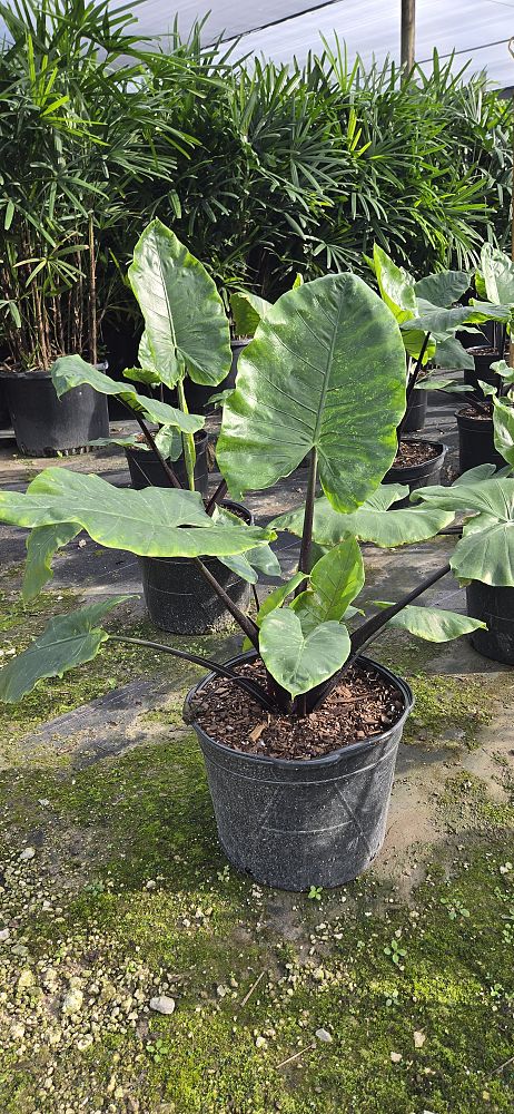 alocasia-macrorrhiza-black-stem-elephant-ear