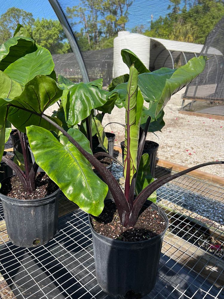 alocasia-macrorrhiza-black-stem-elephant-ear