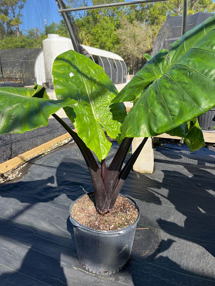 alocasia-macrorrhiza-black-stem-elephant-ear