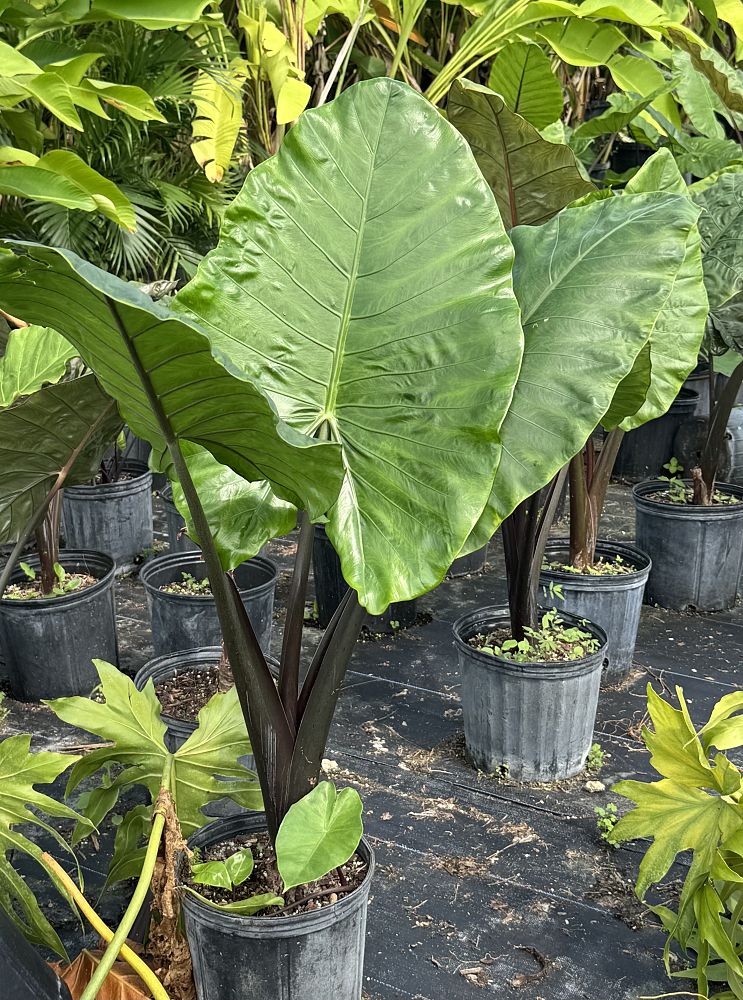 alocasia-macrorrhiza-black-stem-elephant-ear