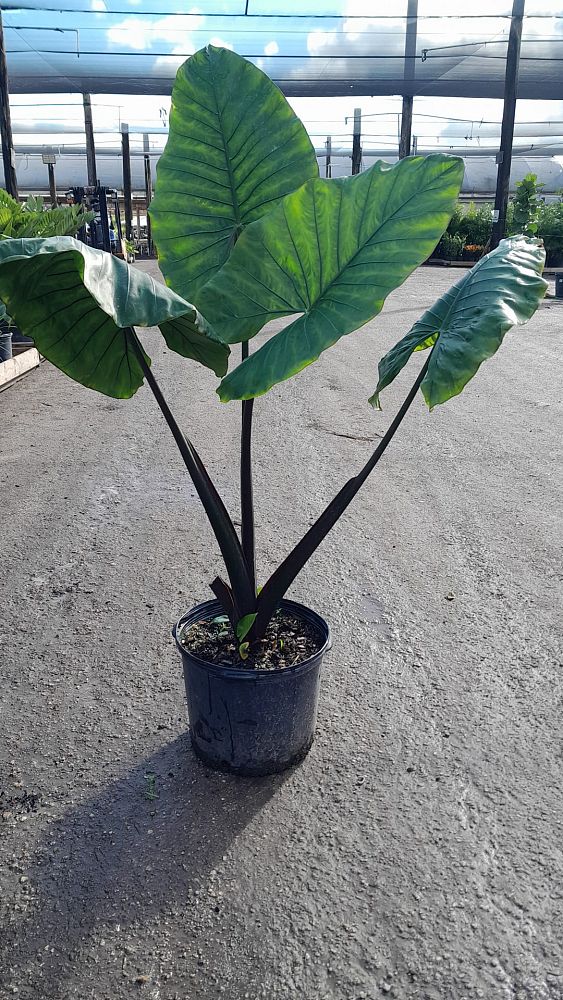 alocasia-macrorrhiza-black-stem-elephant-ear