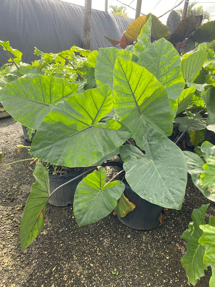 alocasia-macrorrhiza-black-stem-elephant-ear