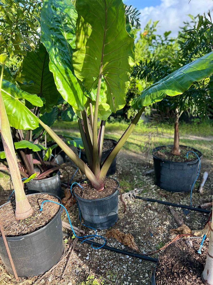 alocasia-macrorrhiza-black-stem-elephant-ear