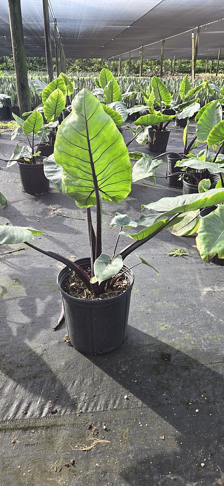 alocasia-macrorrhiza-black-stem-elephant-ear