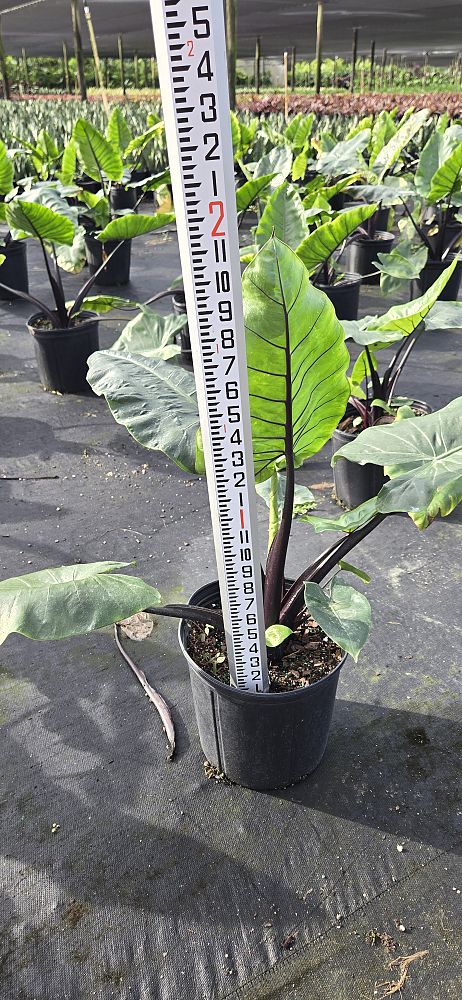 alocasia-macrorrhiza-black-stem-elephant-ear