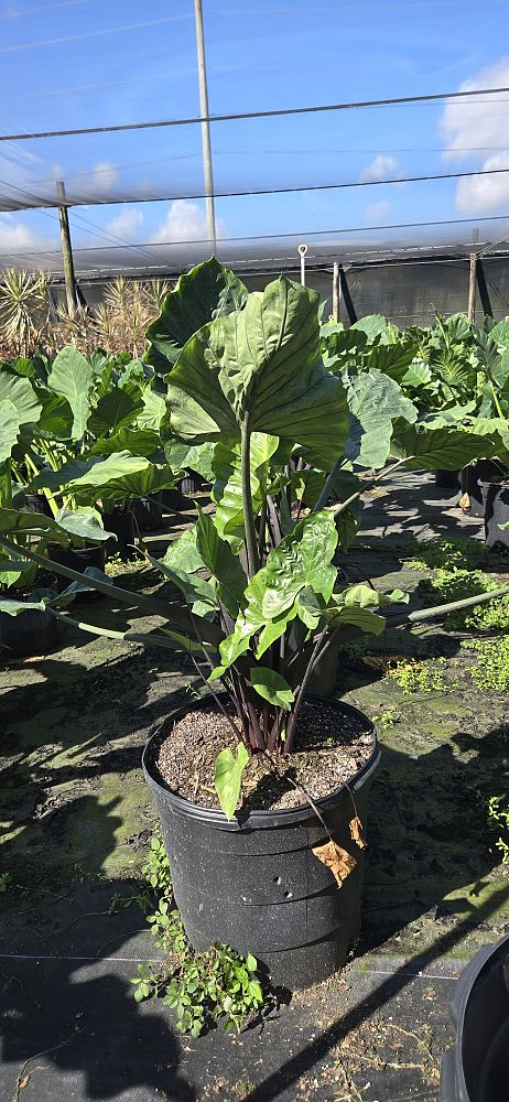 alocasia-macrorrhiza-black-stem-elephant-ear