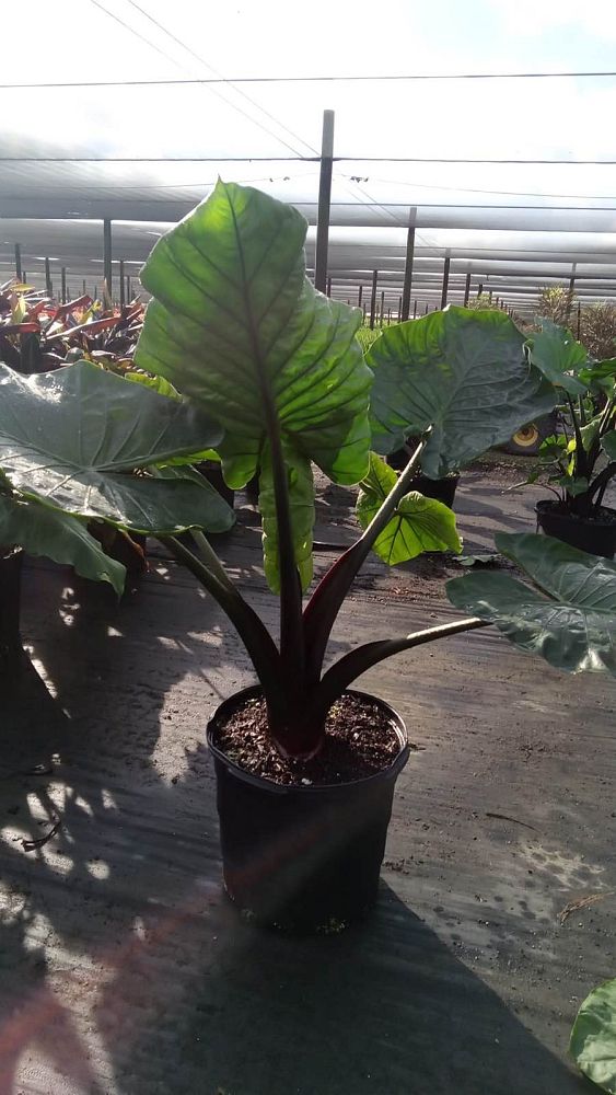 alocasia-macrorrhiza-black-stem-elephant-ear