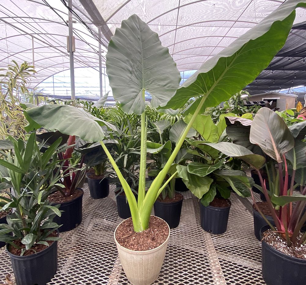 alocasia-macrorrhiza-borneo-giant-elephant-ear