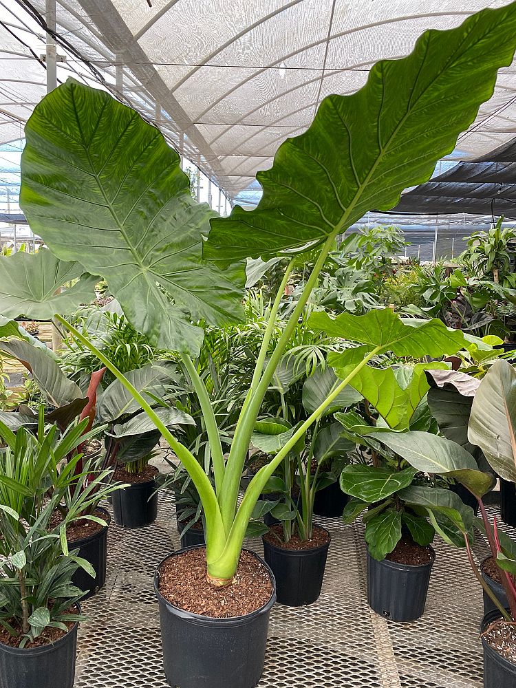 alocasia-macrorrhiza-borneo-giant-elephant-ear