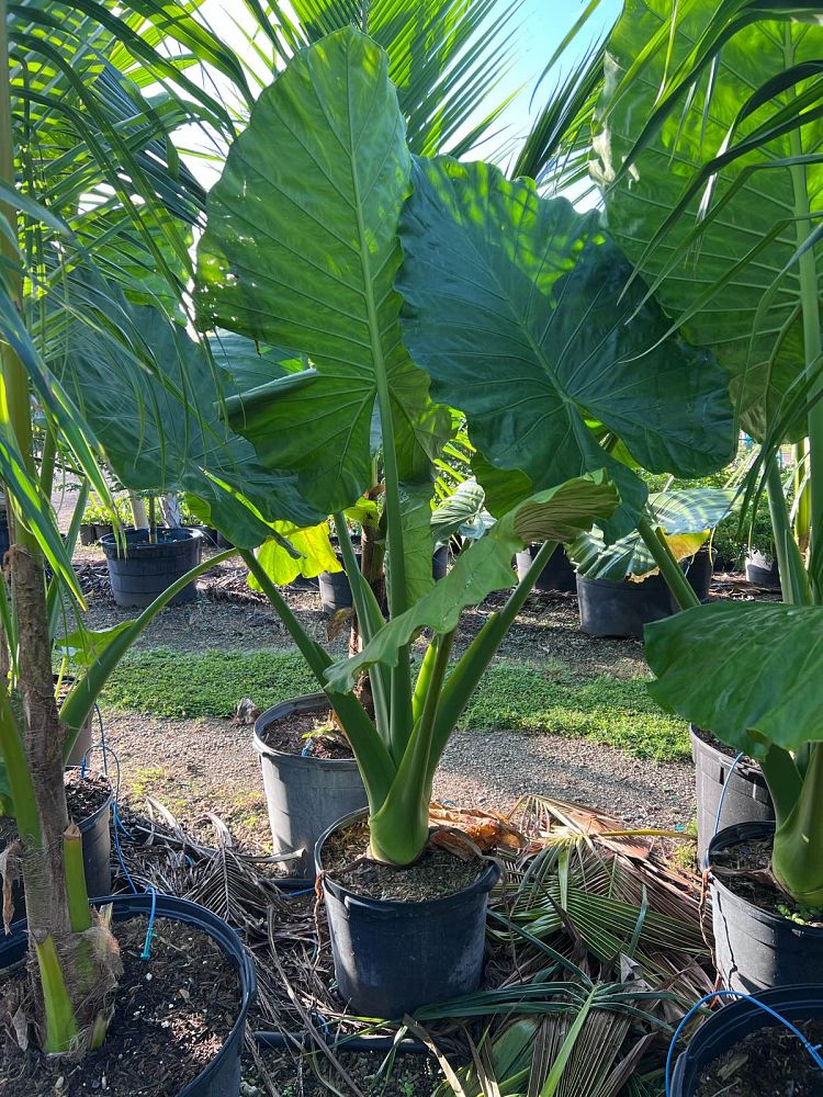 alocasia-macrorrhiza-borneo-giant-elephant-ear