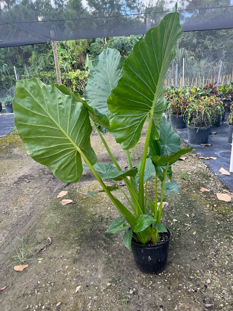 alocasia-macrorrhiza-borneo-giant-elephant-ear