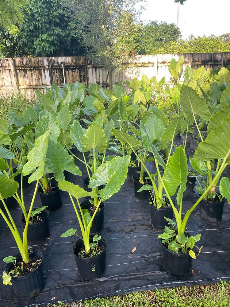 alocasia-macrorrhiza-borneo-giant-elephant-ear