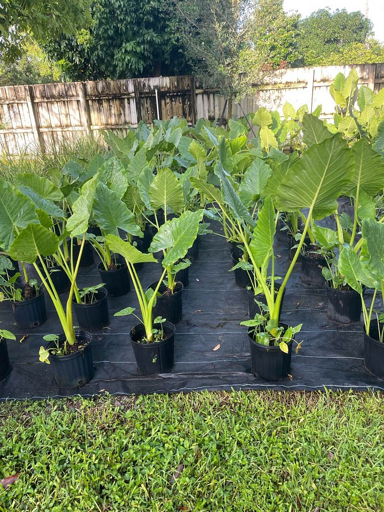 alocasia-macrorrhiza-borneo-giant-elephant-ear