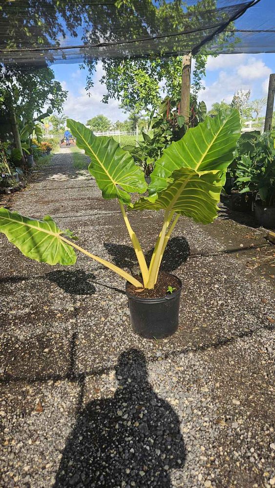 alocasia-macrorrhiza-lutea-elephant-ear-yellow-stem-alocasia