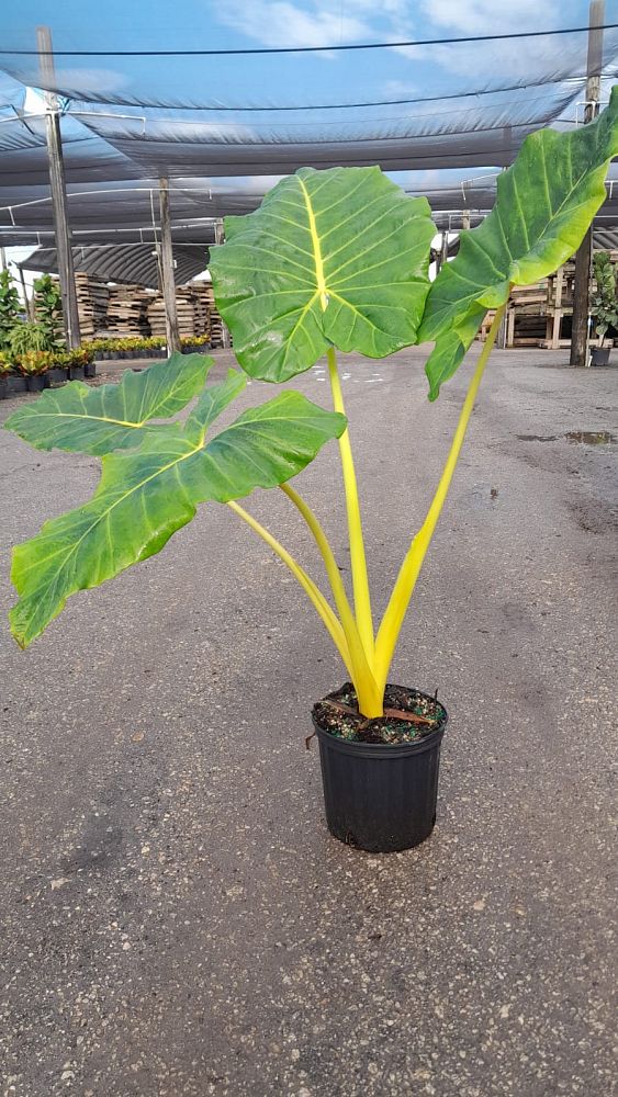 alocasia-macrorrhiza-lutea-elephant-ear-yellow-stem-alocasia