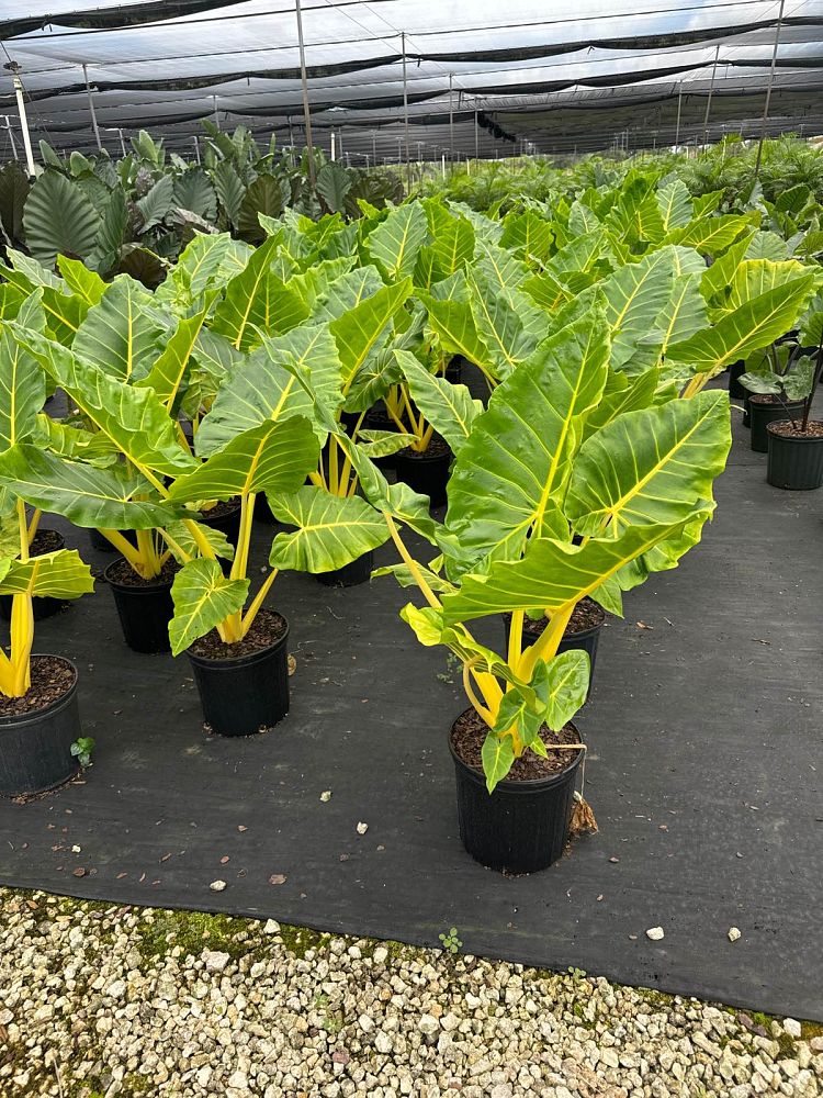 alocasia-macrorrhiza-lutea-elephant-ear-yellow-stem-alocasia