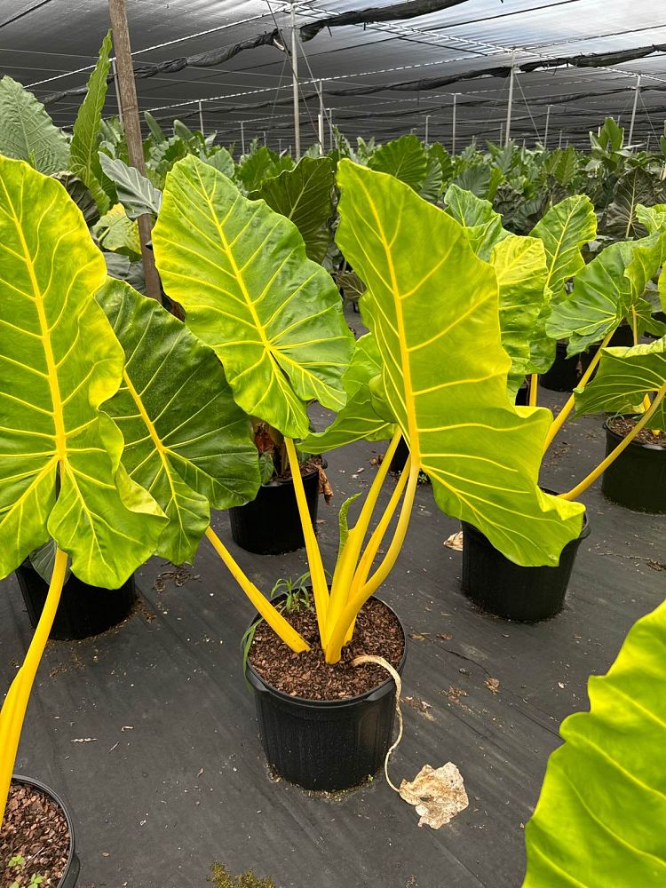 alocasia-macrorrhiza-lutea-elephant-ear-yellow-stem-alocasia