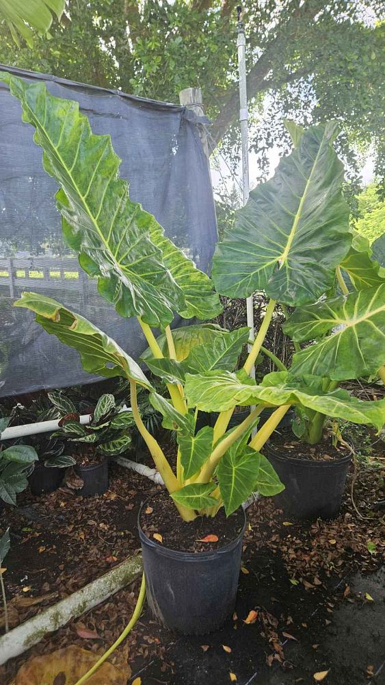 alocasia-macrorrhiza-lutea-elephant-ear-yellow-stem-alocasia