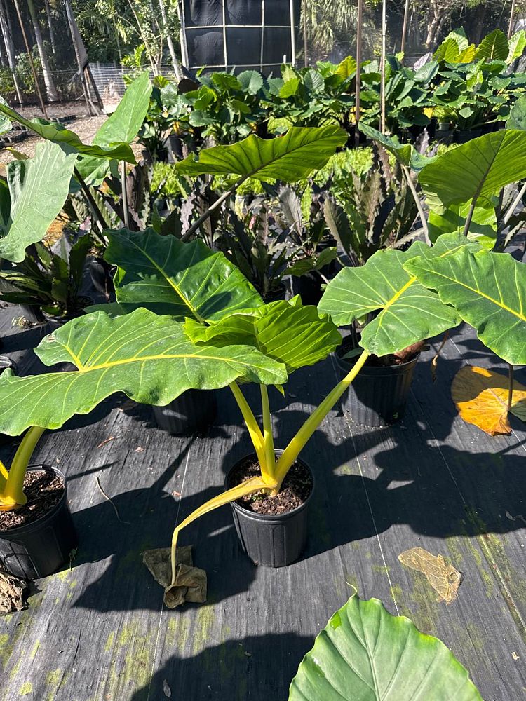 alocasia-macrorrhiza-lutea-elephant-ear-yellow-stem-alocasia