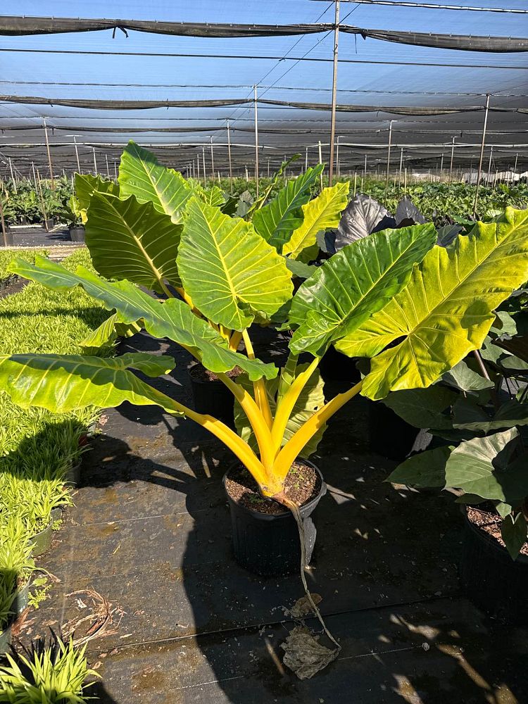 alocasia-macrorrhiza-lutea-elephant-ear-yellow-stem-alocasia