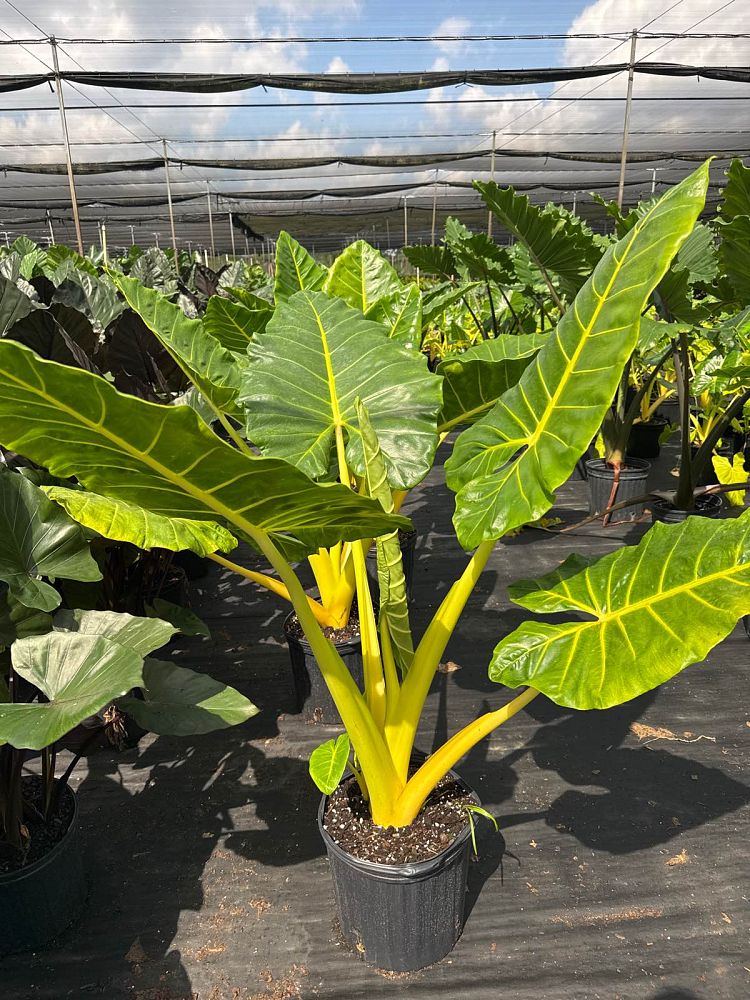 alocasia-macrorrhiza-lutea-elephant-ear-yellow-stem-alocasia