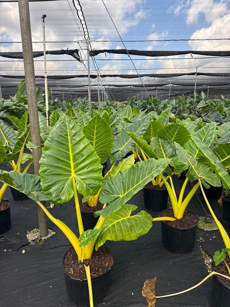 alocasia-macrorrhiza-lutea-elephant-ear-yellow-stem-alocasia