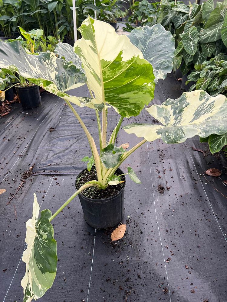 alocasia-macrorrhiza-variegata-elephant-ear