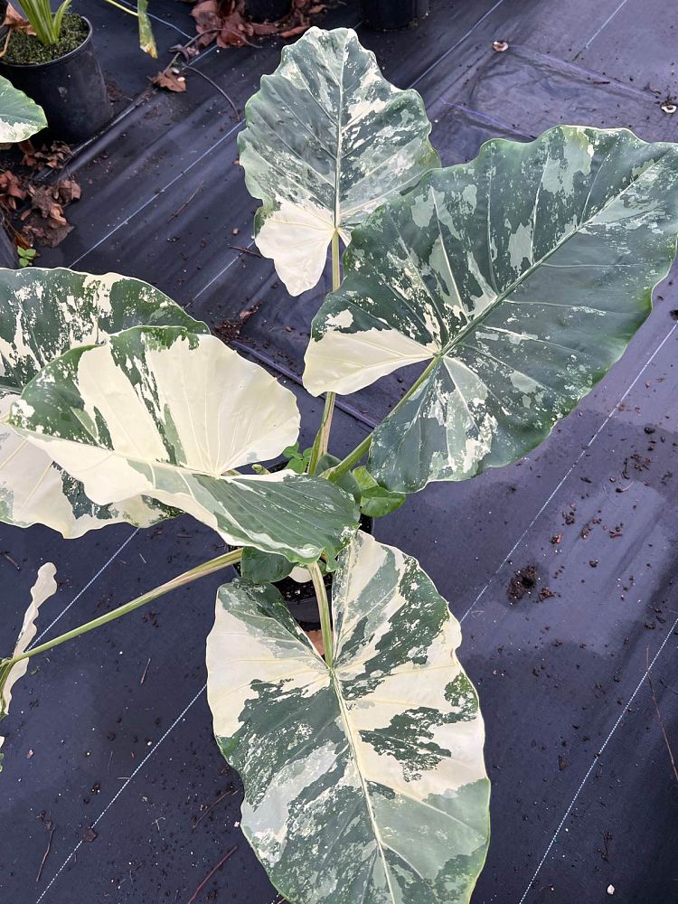 alocasia-macrorrhiza-variegata-elephant-ear